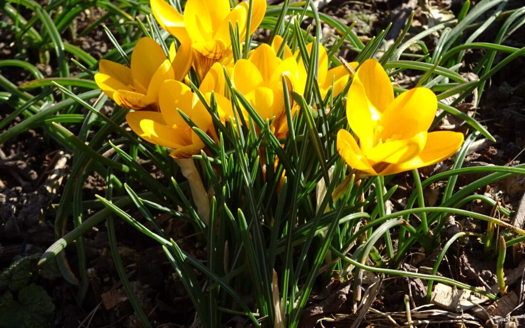 Frühling_1